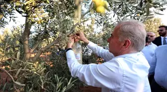 Denizli'de Zeytin Sineği ile Mücadele Başladı