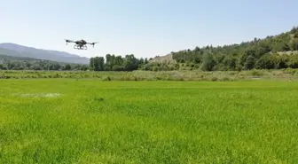 Hanönü'de Çeltikler Dronla İlaçlandı