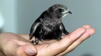 Sinop'ta Baygın Halde Bulunan Ebabil Kuşu Koruma Altına Alındı