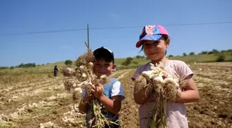 Taşköprü Sarımsağında Bu Yıl 25 Bin Ton Rekolte Bekleniyor