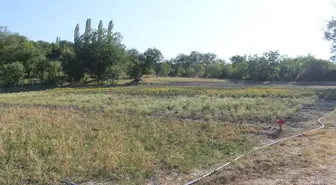 Tosya'da Tıbbi Aromatik Bitki Hasat Şöleni