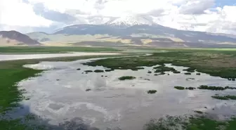 Ağrı Doğubayazıt'taki Sazlıklarda Kuş Türleri Yaşam Sürdürüyor