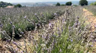 Beykoz Riva'da Lavanta Bahçesi Açıldı