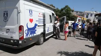 Bodrum'da Sokak Hayvanlarına Çip Takma ve Aşılama Çalışması