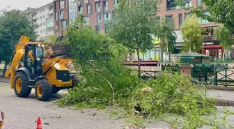 Eskişehir'de Kuvvetli Rüzgar Sonucu Ağaç Devrildi