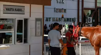 TJK İzmir At Hastanesi, Günlük 150 Yarış Atına Hizmet Veriyor