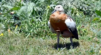 Kars'ta bulunan yaralı angut doğaya salınacak