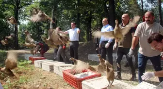 Ordu'nun Ünye ilçesinde bin sülün doğaya bırakıldı