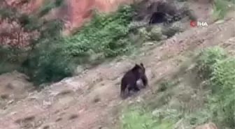 Yiyecek verdiği ayı korkup kaçınca 'gel ula gel' diye çağırdı