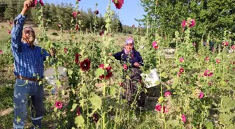 Deve Gülü Çiçeği Hasadı Devam Ediyor