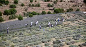 Denizli'de Lavanta Hasadı Başladı