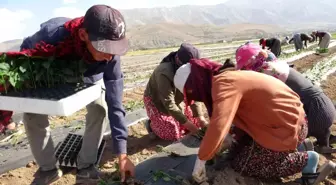 Van'da mevsimlik tarım işçileri sıcaklara rağmen çalışmaya devam ediyor