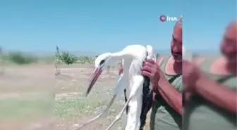 Yaralı leylek koruma altına alındı