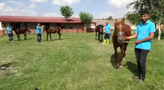 Erzurum'da Faytoncuların Atları Bakıma Alındı