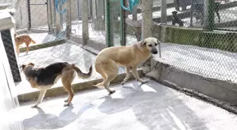 Karşıyaka Belediyesi Ampute Köpeklere Yuva Oluyor