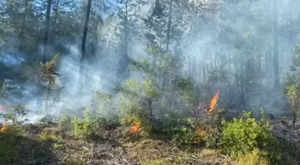 Sakarya'da ormanlık alanda çıkan yangına müdahale ediliyor