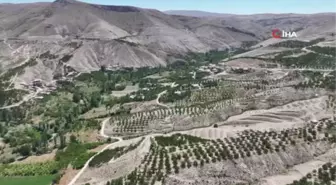 Gürün kayısısı markalaşma yolunda ilerliyor
