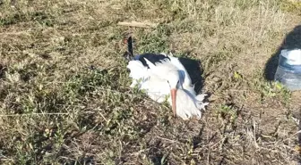 Amasya'da elektrik akımına kapılan leyleğe itfaiye müdahale etti