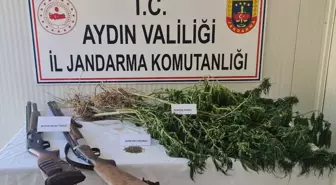 Aydın'da 90 Kök Hint Keneviri Yetiştiren Kişi Yakalandı