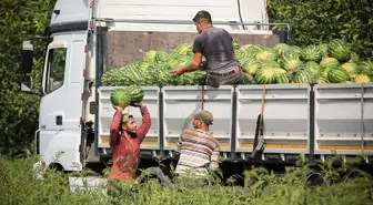 Bafra Ovası'nda Karpuz Hasadı Başladı