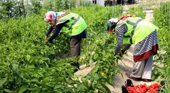 Safranbolu Belediyesi'nin serasında yetiştirilen meyve ve sebzeler 'Halkın Bakkalı'nda satışa sunulacak