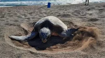 İztuzu Plajı'nda Caretta Carettaların Yuvalama Alanı 700'e Ulaştı