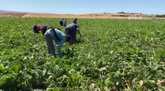 Yozgat'a mevsimlik tarım işçileri az geldi