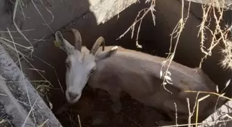 Kuyuya düşen keçi itfaiye ekipleri tarafından kurtarıldı