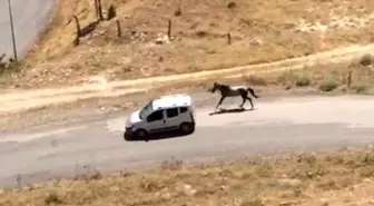 Elazığ'da Ön Ayağından Seken At Bir Aracın Arkasına Bağlanarak Koşturuldu