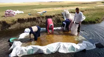 Erzincan'da Buğday Hasadı ve İşleme