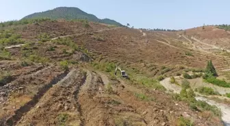 Balıkesir'de Bozulan Orman Alanları Yeniden Ağaçlandırılıyor