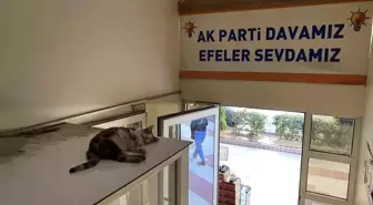 Sevimli kedi sıcaklardan AK Parti Efeler İlçe Başkanlığı binasına sığındı