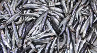 Karadeniz'de Hamsi Sezonu Başladı