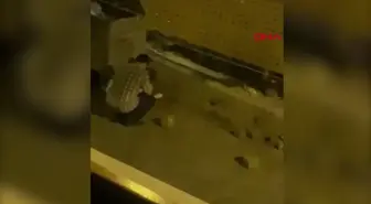 Trabzon'da Sokakta Öldürülen Yavru Kedilerin Görüntüleri Tepki Çekti