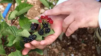 Erzincanlı girişimci Bursa'da böğürtlen yetiştiriciliği yapıyor