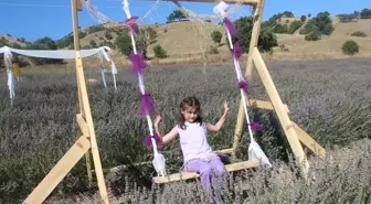 Amasya'da Lavanta Hasat Şenliği Düzenlendi