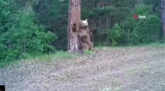 Kars'ta boz ayıların ormanda kaşınma dansı fotokapanda