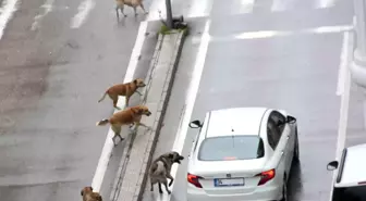 Samsun Valiliği, Hayvanları Koruma Kanunu'nun Uygulanmasını İstedi