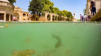 Şanlıurfa'daki Tarihi Balıklıgöl, Turistlerin Gözdesi