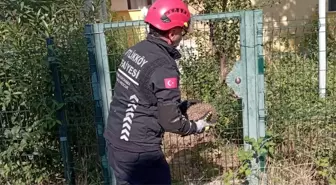 Yalova'da Sıkışan Kirpi İtfaiye Tarafından Kurtarıldı