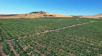 Ankara'da 16. Uluslararası Çubuk Turşu ve Kültür Festivali Eylül Ayında Yapılacak