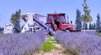 Karatay Lavanta Bahçeleri'nde Hasat Gerçekleştirildi