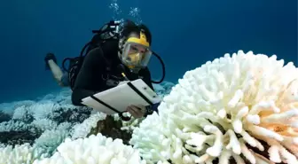 Okyanus sıcaklığı yeni bir rekor kaydetti, bunun sonuçları ne olabilir?