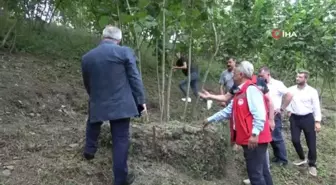 Samsun'da fındık bahçelerinde rehabilitasyon çalışmaları yürütülüyor