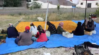 Erzincan'da Kayısı Hasadı Sonrasında Kurutma Yolcuğu Başladı