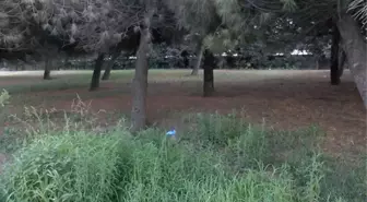 Başakşehir'de Yol Kenarında Kadın Cesedi Bulundu
