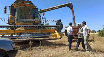 Kütahya'da Buğday Tohumu Hasadı Devam Ediyor