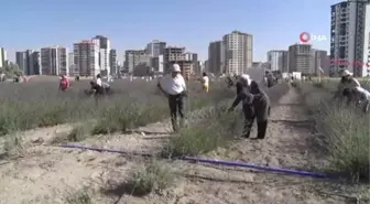 Keçiören'deki Lavanta ve Gül Bahçesi'nde hasat yapıldı