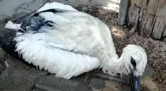 Kırıkkale'de düşen leylek yavrusu tedavi edildi