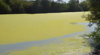 Muş'ta Karasu Nehri'nde Yosun Tabakası Oluştu